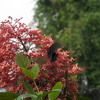 Photo de Bali - Autour de Munduk